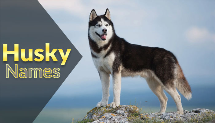 1950+ Husky Names For Your Domestic Canines