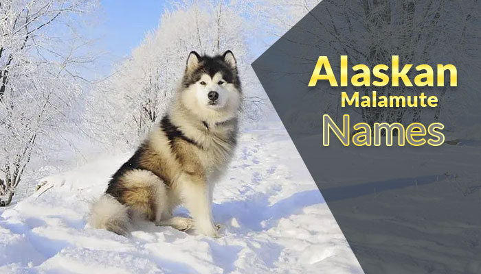 450+ Alaskan Malamute Names For Your Furry Pets