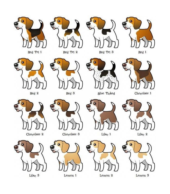 Beagle Names Based On Colors