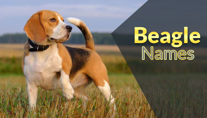 1650+ Beagle Names For Your Barking Bitzer