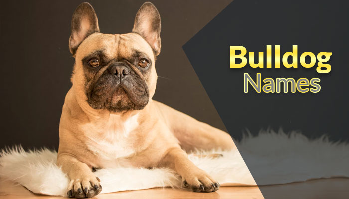 750+ Best Bulldog Names For Your Champs