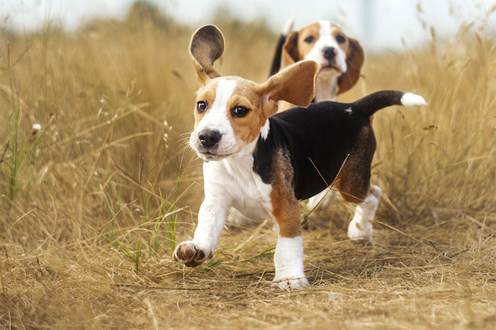 Cute Beagle Names