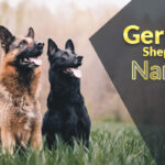 450+ Best German Shepherd Names For Your Faithful Buddies
