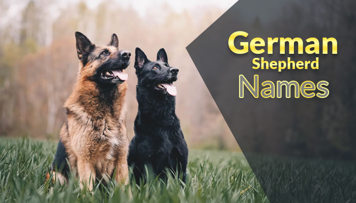 450+ Best German Shepherd Names For Your Faithful Buddies