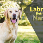 650+ Labrador Retriever Names For Your Friendly Furbaby