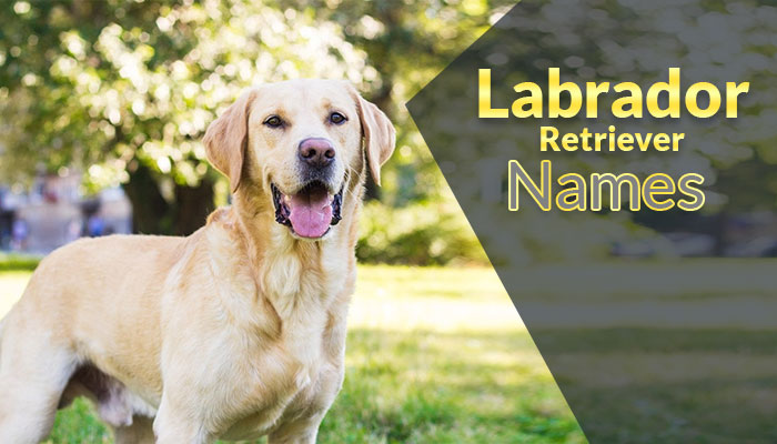 650+ Labrador Retriever Names For Your Friendly Furbaby