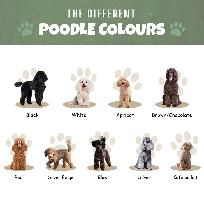 Poodle Names Based on Their Colors