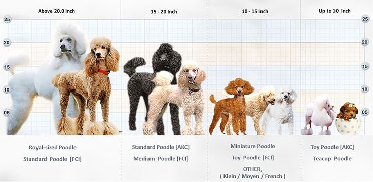 Poodle Names Based on Their Sizes