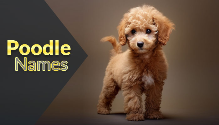 2750+ Poodle Names for Your Spiral-haired Puppies