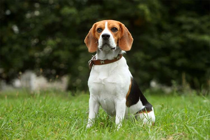 Unique Beagle Names
